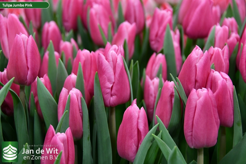 Tulipa 'Jumbo Pink'